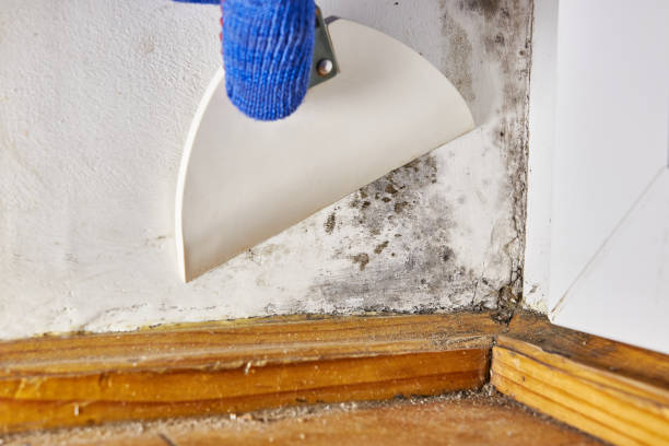 Asbestos and Lead Testing During Mold Inspection in Mobridge, SD